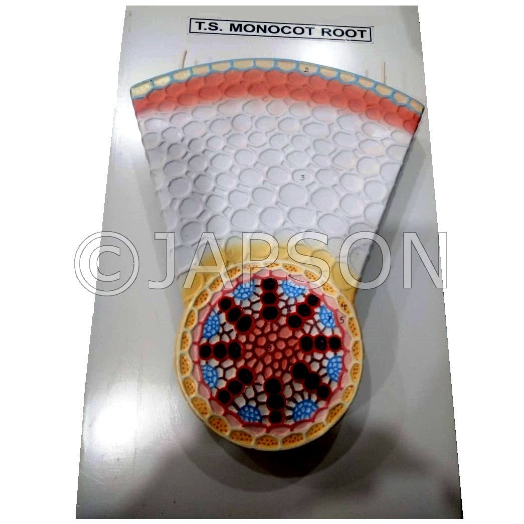 Model, T. S. Monocot Root Model, T. S. Monocot Root